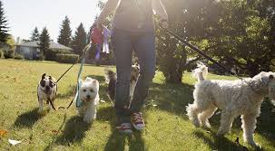 A person who is treated with unusual kindness or. What Is Pet Insurance What Does Pet Insurance Cover Iselect