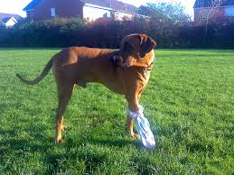 Maybe you would like to learn more about one of these? Keeping A Paw Dressing Dry Rhodes 2 Safety