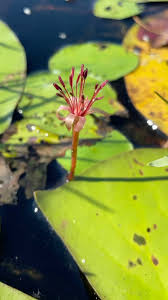 Image result for Brasenia