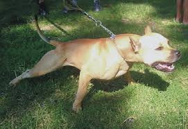 Buckskin (horse), a body color of horses similar to buckskin leather, the animals also have a black mane and tail. Hero Dad Stabs Pitbull To Save Daughter S Life Capital Berg