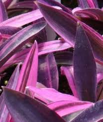 There are around 75 different types of plants in tradescantia genus and some are called inch plants, spiderwort, striped wandering jew, boat lily, purple queen, or flowering inch plant. Tradescantia Pallida Tricolor Setcreasea Pallida Variegata Setcreasea Purpurea Setcreasea Purpurea Variegata Plant Lust