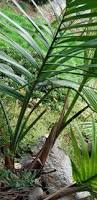 Image result for Chamaedorea radicalis