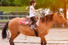 We did not find results for: Https Xn Pequeasherraduras Jxb Es Paseos Caballo Ninos Madrid