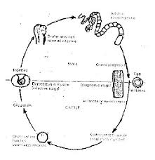 Image result for Beef Tapeworm