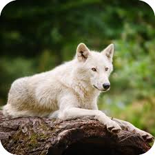 Awesome collection hd wolf wallpapers and background images for pc, laptop, ipad, chromebook, android, iphone, . Wolf Wallpaper Best 4k Apps Bei Google Play