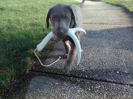 We did not find results for: East Tennessee Silver Labs Home Facebook