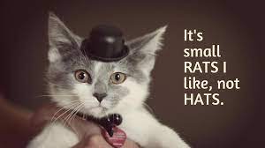 Cute Image Of Cat In Hat Cat Hat Cute Images Cats