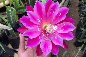 Image result for Hypericophyllum