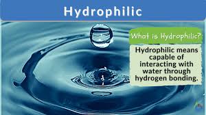 Amphipathic - Definition And Examples - Biology Online Dictionary