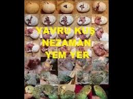 Yavru Muhabbet Kusu Ne Zaman Yem Yemege Baslar Youtube