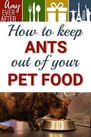 Best ceramic cat bowl pick: How To Keep Ants Out Of Pet Food Without Water Moats Or Petroleum Jelly Amy Ever After Food Animals Dog Food Recipes Cat Food