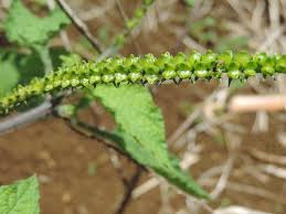 Image result for Heliotropium indicum