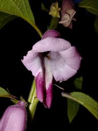 Image result for Sesamum radiatum