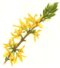 Forsythia Amanda Farquharson Botanical Watercolor Watercolor Flowers Watercolor Wall Art