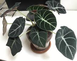 Velvet elephant ear is native to madagascar and is well adapted to heat and drought. Alocasia Black Velvet Indoor House Plants Ornamental Plant