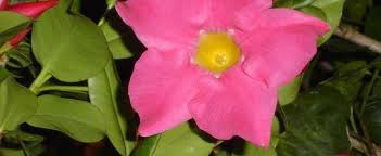 Showy and colorful, nothing brings the tropics to a home garden quite like a dipladenia vine (mandevilla spp. Mandevilla Dipladenia Shining Mandevilla Mandevilla Splendens