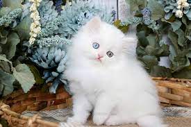 Just go to your fb page, type free kitten into the search bar, click search and. White Persian Kittens White Persian Cats Pure White Catspersian Himalayan Kittens For Sale In A Rainbow Of Colors In Business For 32 Years