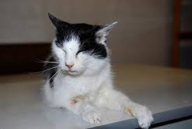 alte katzen hohere laborwerte dennoch gesund wir sind tierarzt de