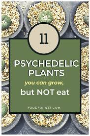 11 Psychedelic Plants You Can Grow But Not Eat Food For Net Growing Psychedelic Mushrooms Medicinal Herbs Garden Psychoactive Plants