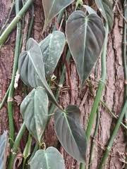 Image result for Stylochaeton borumensis