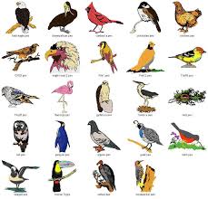 Bird Species List Aol Image Search Results Bird Species South African Birds Bird Types