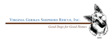 Jozey is now a working police k9 with madison county police department. Virginia German Shepherd Rescue