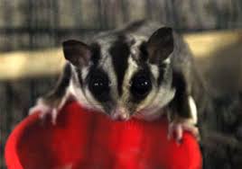 Exotic pets of all major brands including arcadia, exo terra, lucky reptile, microclimate. Uncle Bill S Rabbits Guinea Pigs Exotic Pets
