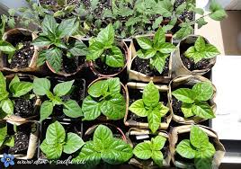 посадка цветов на рассаду в марте по лунному календарю Lunnyj Kalendar Ogorodnika Na Fevral Samye Blagopriyatnye Dni Dlya Posadok V Fevrale 2020 Goda Zasuhoustojchivye Rasteniya Sadovodstvo Odnoletnie Cvety