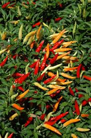 Image result for Capsicum annuum