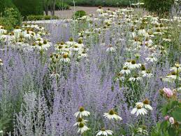 Planting By Swedish Garden Designer Ulf Nordfjell With Russian Sage White Echinacea Garden Design Prairie Garden Plastic Garden Edging