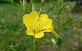 Evening Primrose Health Benefits And Side Effects Evening Primrose Edible Wild Plants Front Yard Landscaping Design