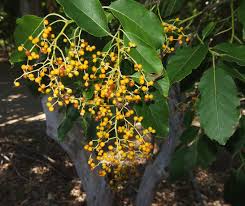 Image result for Uvaria acuminata
