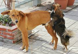 Por qué mi perro macho monta a otros perros? | Mascotas | La República
