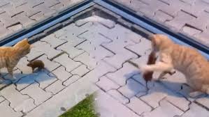 Antalya Da Pesine Takilan Kediyi Yumruklayarak Doven Fare Kamerada Video In 2020 Animals Dogs Sabah