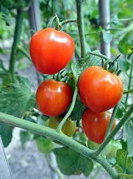 We did not find results for: Growing Tomatoes At My Farm The Martha Stewart Blog