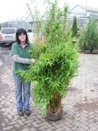 Fargesia Murilae Jumbo Schirmbambus Fur Balkon Oder Terrasse Im Kubel Geeignet Winterhart Garten Pflanzen Kubelpflanzen Kubelpflanzen Winterhart
