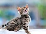 Bengal Kittens for Sale | Virginia | Apex Bengals