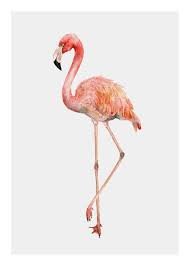 Great food & fast service once ordered. Kaufen Flamingo In Watercolor Poster Online Dearsam De