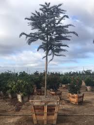 Image result for Acacia afra