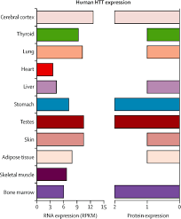 Treating The Whole Body In Huntington S Disease The Lancet Neurology