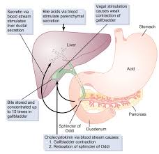 We did not find results for: Physiologic Anatomy Of Biliary Secretion