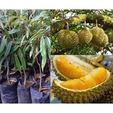 Black thorn was officially registered as d200 or durian duri hitam on 15 june 2015. Anak Pokok Durian Duri Hitam Ochee Black Thorn Kahwin Shopee Malaysia