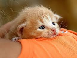 Resimlerin Dili Cute Kittens Cok Sirin Hayvanlar Hayvan Bebekler