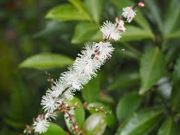 今年(ことし) этот год 丑年(うしどし) год быка 基本的(きほんてき)に в основном 漢字(かんじ) китайские иероглифы 書(か)く писать 牛(うし) корова, бык 年(とし) год 表(あらわ)す выражать 丑(うし) корова, бык 一部(いちぶ)の. ç§ã®è±ãç¾ããè©©ä»å  äº¬é½æå± æ°è±¡äºå ±å£«ã®è¦³åã¬ã¤ã äº¬é½æ£ç­