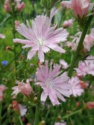 Cichorium Intybus Roseum Pink Chicory World Of Flowering Plants Spring Plants Planting Flowers Plants