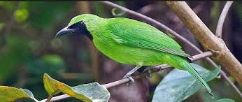 Burung cucak rowo jantan dan betina anakan lebih sulit dibedakan karena ciri fisik pada tubuhnya belum sempurna, lebih mudah dibedakan jika umurnya sudah dewasa karena secara fisik akan ada. Suara Burung Cucak Hijau Betina Contoh Lif Co Id