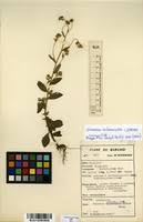 Image result for Vernonia melanocoma