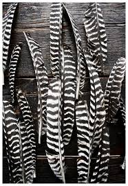 Black And White Striped Bird Feather Blog Feather Stripes Inspiration