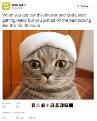 But Still Show Up Late Everywhere You Go Funny Animal Memes Funny Pictures Funny Cat Memes