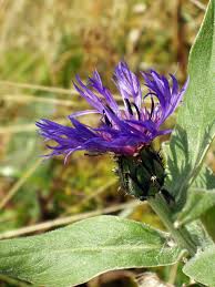 Image result for Centaurea praecox
